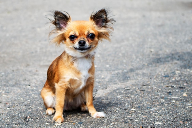 Pelirroja chihuahua sentada en la acera