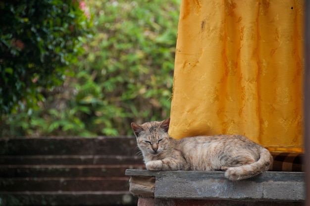 Pelo corto marrón lindo pequeño gato durmiente