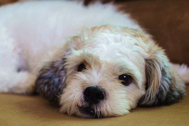 Pelo corto perro Shih tzu blanco durmiendo en el sofá