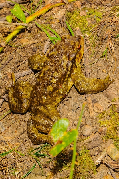 Pelophylax perezi