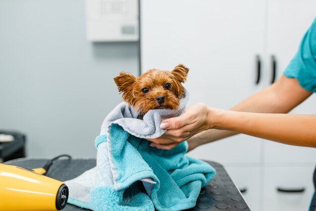 Foto la peluquera limpia al perrito lindo con una toalla, procedimiento de lavado, salón de aseo.