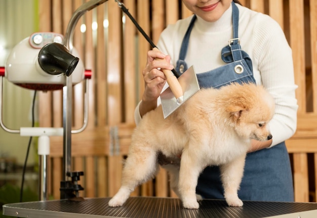 Peluquera profesional femenina peinando pieles de perro en el salón de aseo de spa para mascotas