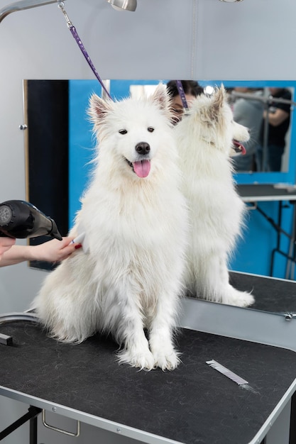 La peluquera seca a un perro samoyedo con un secador de pelo después de esquilar y lavar