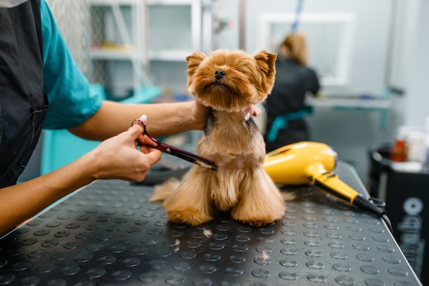 Foto la peluquera con tijeras corta el pelo de un perro lindo después del procedimiento de lavado, salón de belleza.