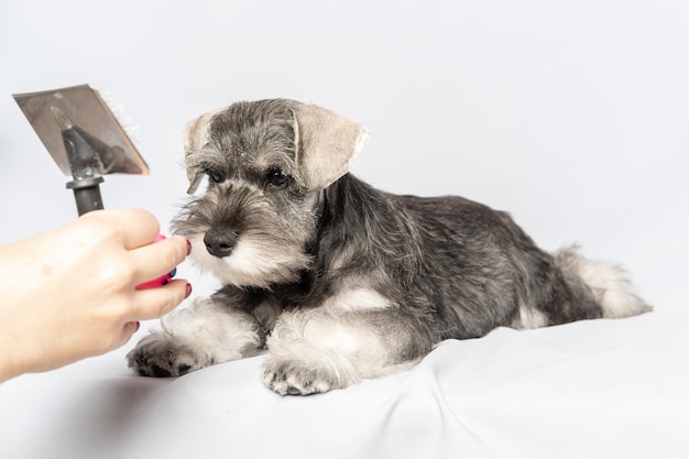 Peluquería canina en casa Una mano sujetando un peine para cuidar el pelaje del animal Un perro Schnauzer miniatura tumbado en una mesa esperando un corte de pelo peinado