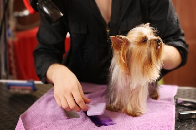 Peluquería canina perro Yorkshire de preparación en el salón