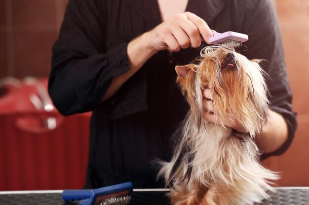 Peluquería canina perro Yorkshire de preparación en el salón