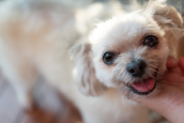 peluquería y corte de pelo para perros