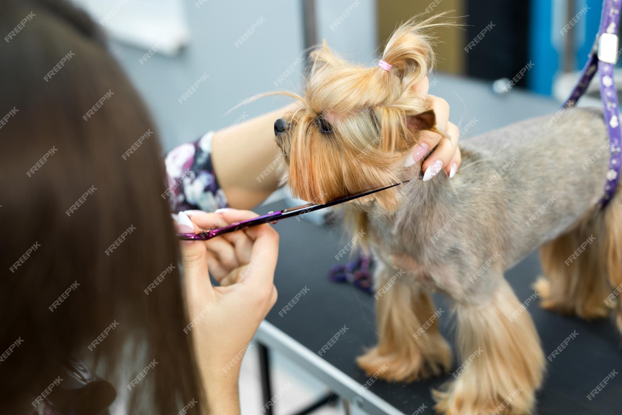 Peluquería femenina corte de pelo yorkshire terrier en la mesa para el en el salón de belleza perros | Foto Premium