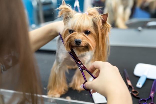 Peluquería femenina corte de pelo yorkshire terrier en la mesa para el aseo en el salón de belleza para perros