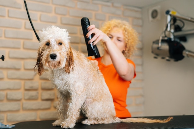 Peluquería femenina secando el cabello del perro Labradoodle rizado mirando a la cámara con secador de pelo después de bañarse en la mesa en el salón de aseo