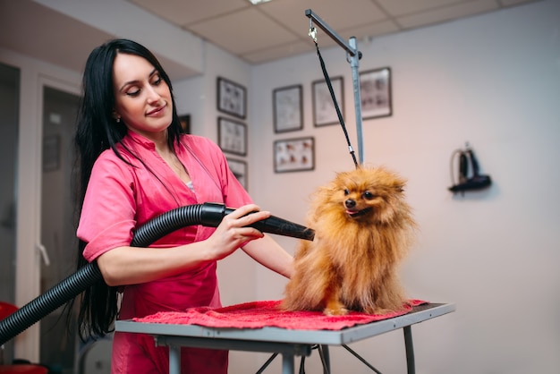 Peluquería para mascotas hembra seca la piel del perro con un secador de pelo