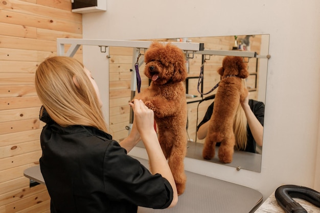 Peluquería profesional de mascotas, taza de té seca, piel de perro caniche con un secador de pelo después del lavado en el salón de belleza, concepto de aseo