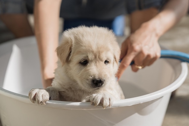 Peluquero bañándose ducha acicalándose con champú y agua un lindo cachorro marrón en el lavabo