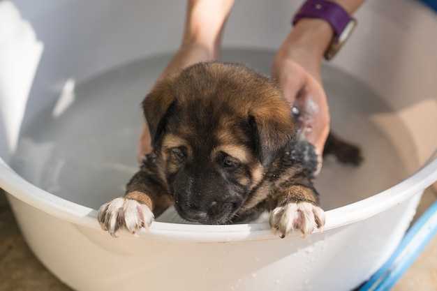 Peluquero bañarse ducha acicalarse con champú un lindo cachorro marrón en el lavabo