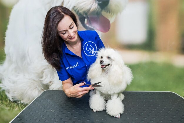 Foto el peluquero corta el caniche blanco con tijeras.