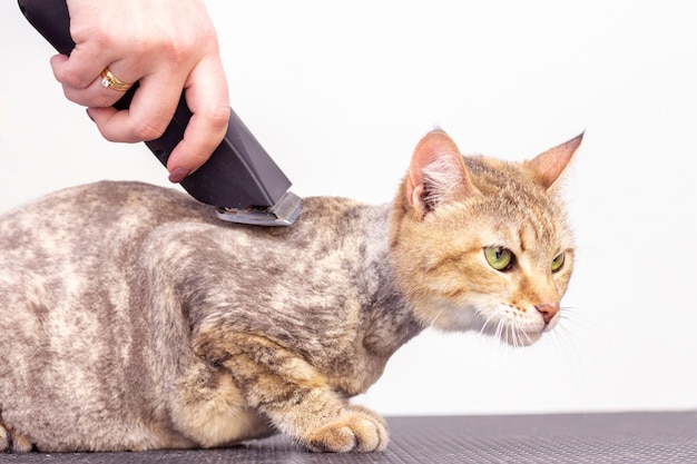 Peluquero corta el pelo de gato en el salón