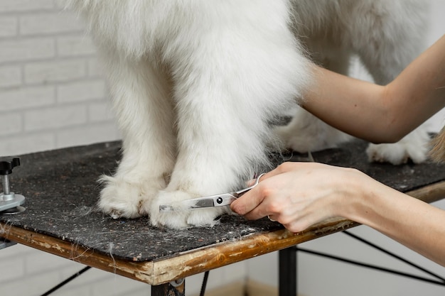 peluquero corta el pelo en las patas de un perro samoyedo closeup