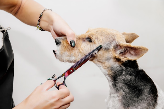 Peluquero cuidando el pelo del perro