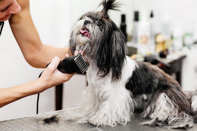 Peluquero cuidando el pelo del perro