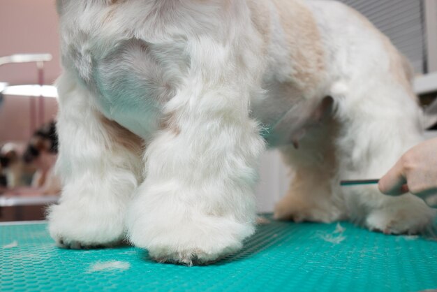 Peluquero femenino cepillando shih tzu en el salón de aseo