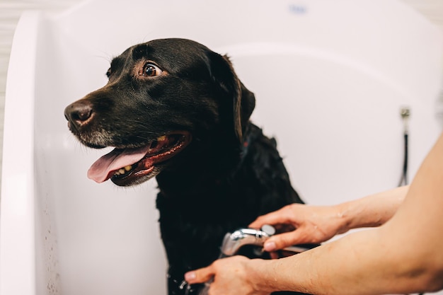 El peluquero lava al perro en el baño.