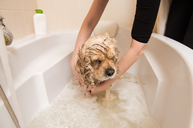 Peluquero lava perro con espuma y agua