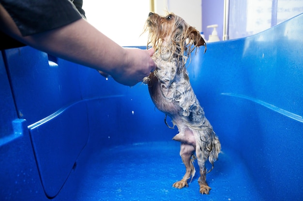 Peluquero de mascotas lavado Yorkshire Terrier con champú en el salón de peluquería para mascotas