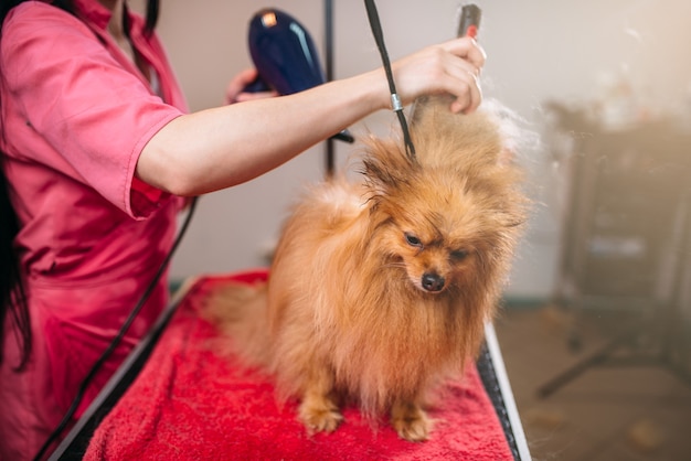 Peluquero de mascotas con secador de pelo, perro en peluquería