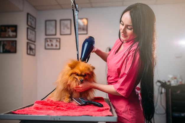 Peluquero de mascotas con secador de pelo, perro en peluquería