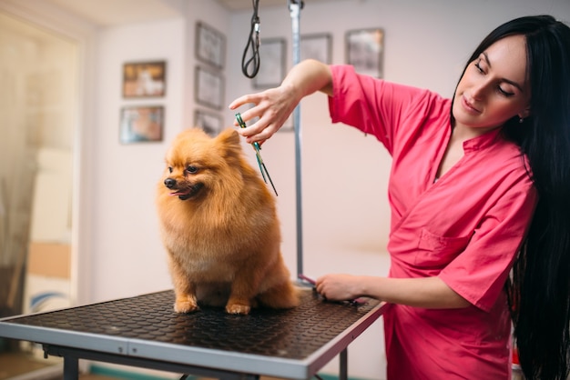 El peluquero de mascotas con tijeras hace que el perro se prepare. Novio y peinado profesional para animales domésticos
