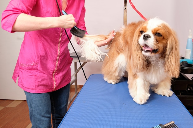 Un peluquero peina la cola de mosquito de un perro de aguas de King Charles en un salón de belleza. El concepto de cuidado animal.