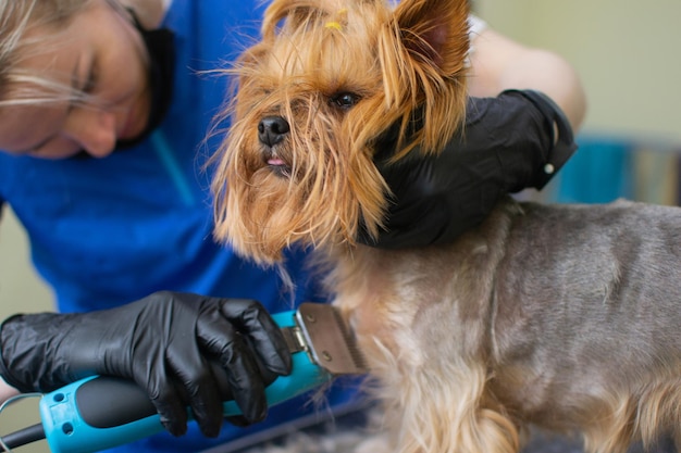 Peluquero profesional cortó el pelo con máquina de afeitar en el pequeño perro yorkshire terrier