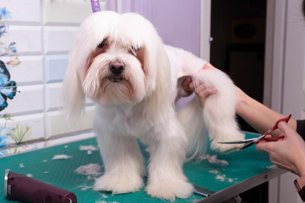 El peluquero profesional cuida al perro faldero maltés en el salón de belleza animal.