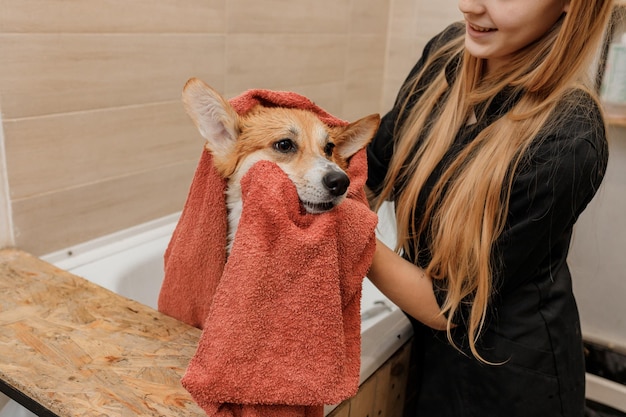 Peluquero profesional hábil limpiando cuidadosamente con una toalla después de bañar al gracioso perro Welsh Corgi Pembroke en el baño antes del procedimiento de preparación