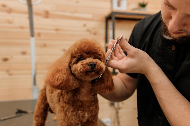 Peluquero profesional masculino haciendo corte de pelo de perro caniche taza de té en el salón de aseo con equipo profesional