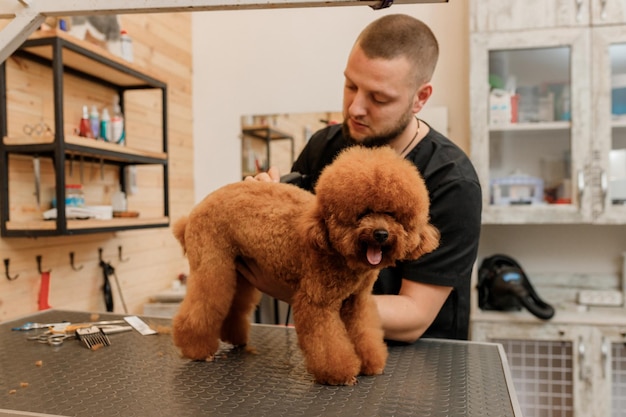 Peluquero profesional masculino haciendo corte de pelo de perro caniche taza de té en el salón de aseo con equipo profesional