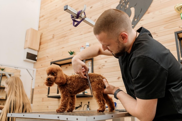 Peluquero profesional masculino haciendo corte de pelo de perro caniche taza de té en el salón de aseo con equipo profesional