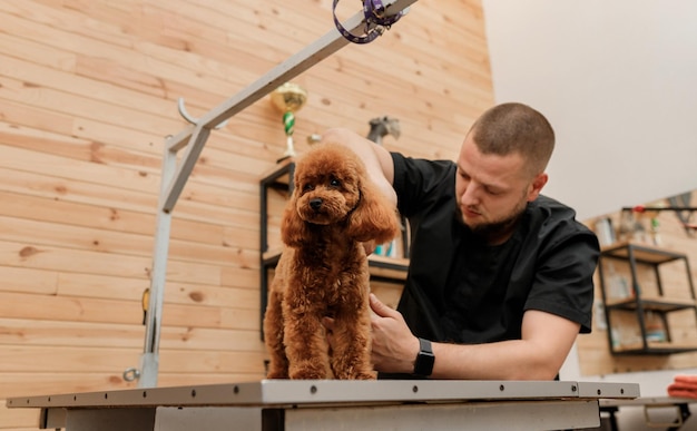 Peluquero profesional masculino haciendo corte de pelo de perro caniche taza de té en el salón de aseo con equipo profesional