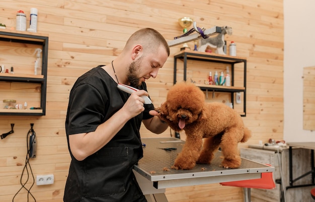 Peluquero profesional masculino haciendo corte de pelo de perro caniche taza de té en el salón de aseo con equipo profesional