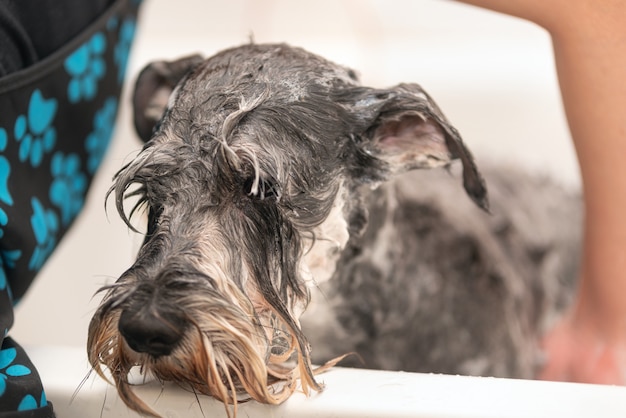 Peluquero profesional que lava la cara del perro con champú en el salón de belleza. De cerca.