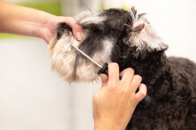 Peluquero profesional que peina el pelo del perro schnauzer con un peine.