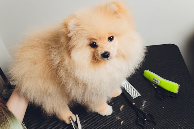 peluquero profesional recortando patas de perro