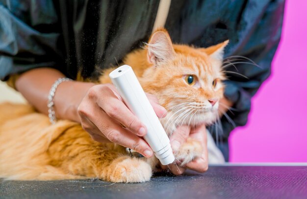 Peluquero puliendo garras un hermoso gato rojo en el salón de aseo