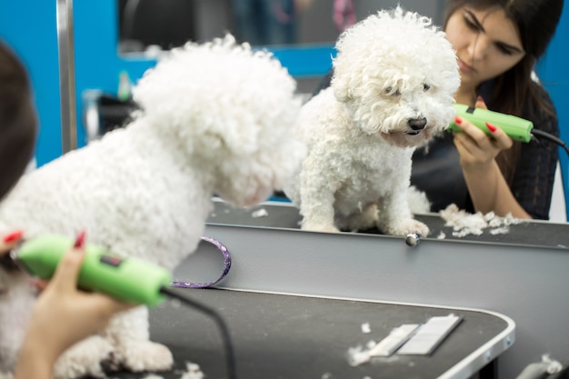 Peluquero recortando un perro pequeño Bichon Frise con una cortadora de pelo eléctrica