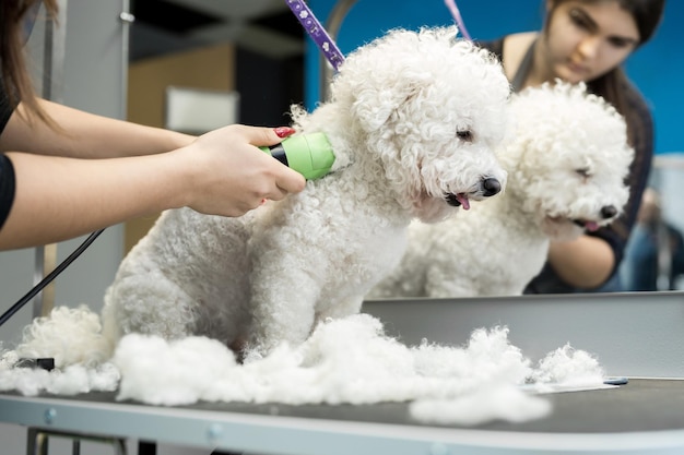 Peluquero recortando un perro pequeño Bichon Frise con un cortapelos eléctrico