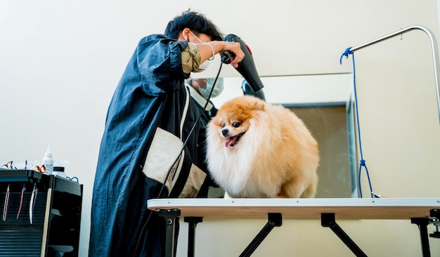 El peluquero seca un perro pomerania después de lavarlo en el salón de belleza