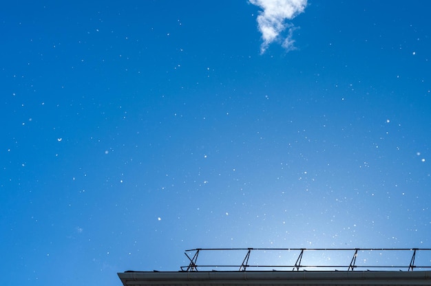 La pelusa de álamo se elevó hacia el cielo sobre un fondo azul.