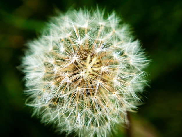 Pelusa blanca de flor de diente de león sobre un fondo negro