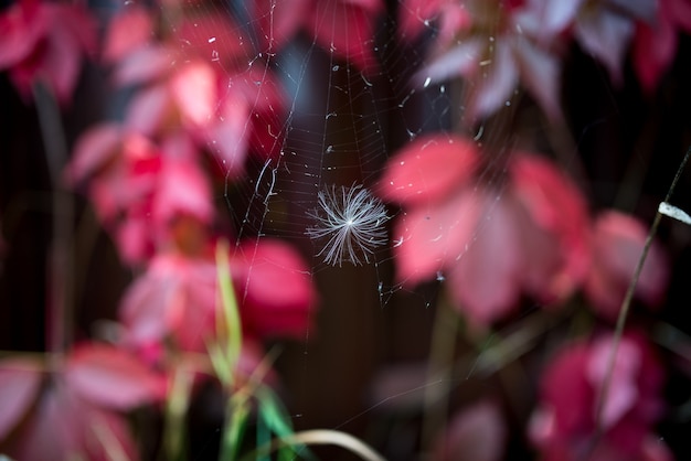 Pelusa blanca pegada en la telaraña con fondo de hojas rojas borrosas